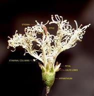  Flower with 5 staminal columns